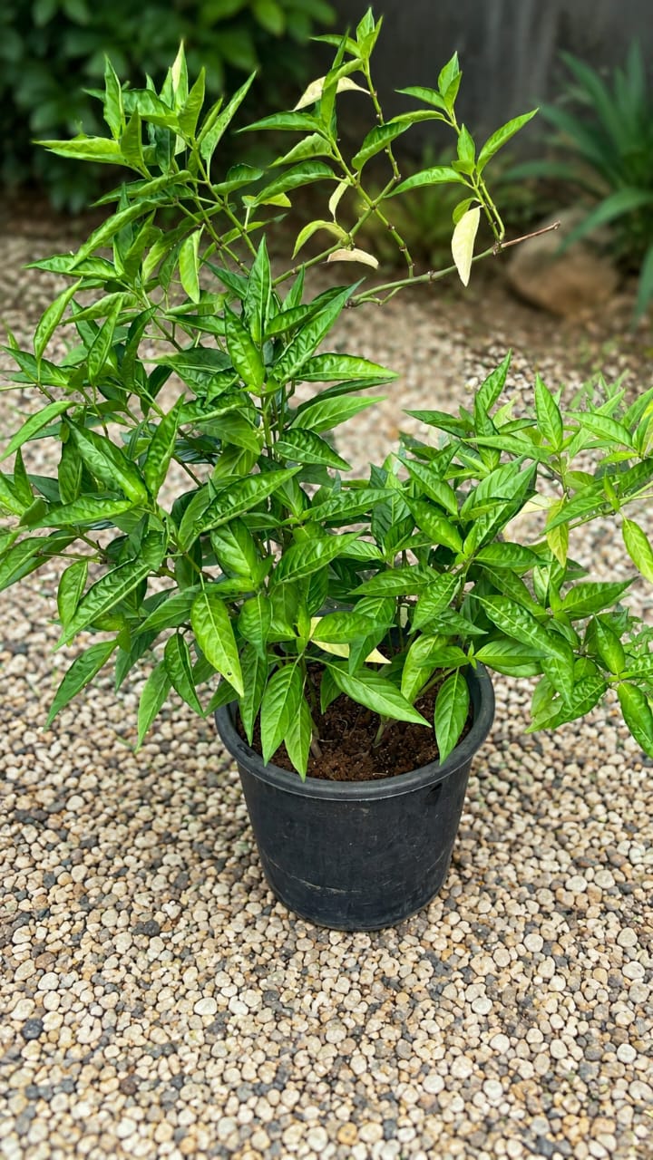 Blood Plant - Savvy Gardens Centre