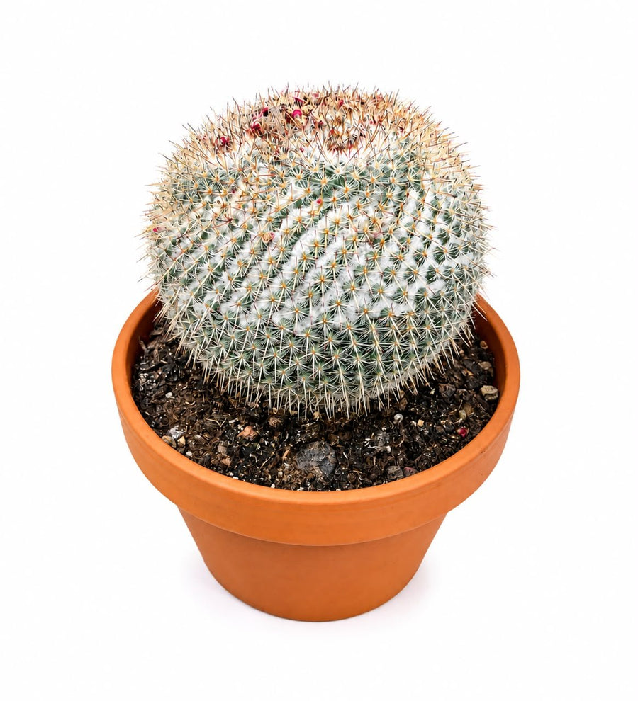 Bowl Cactus Mix 20cm - Savvy Gardens Centre