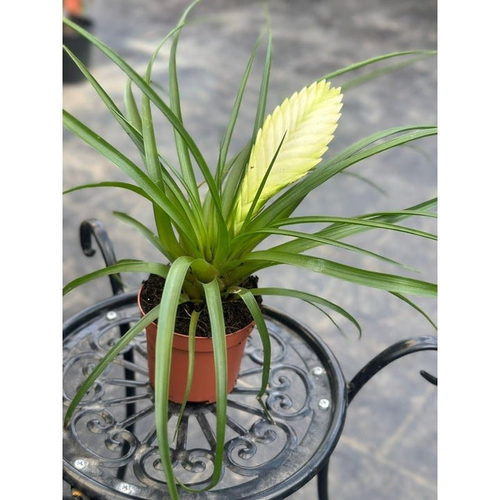 Bromelia mixed 10 Types - Savvy Gardens Centre