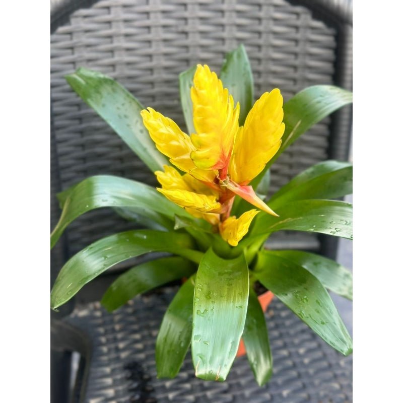 Bromelia mixed 10 Types - Savvy Gardens Centre