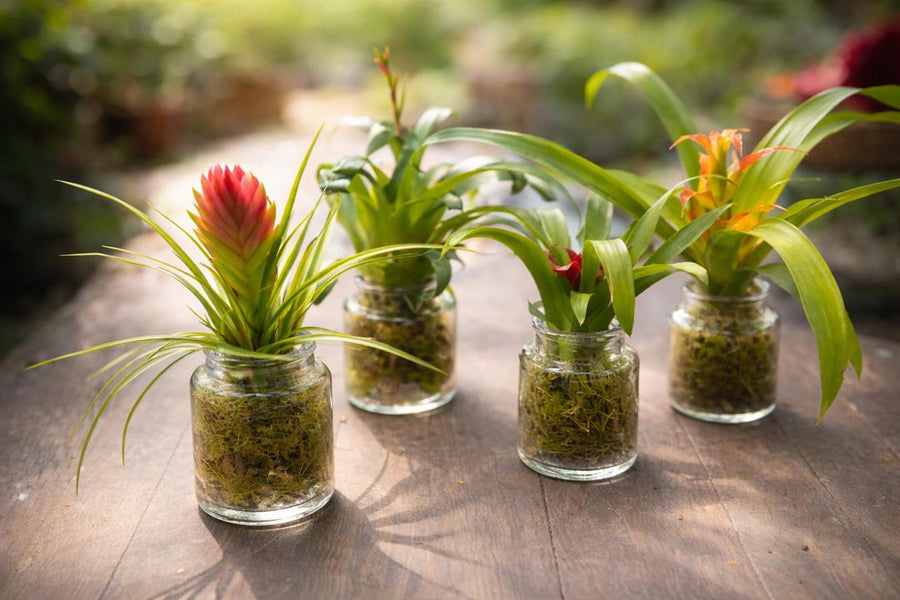 Bromeliad in vase - Savvy Gardens Centre