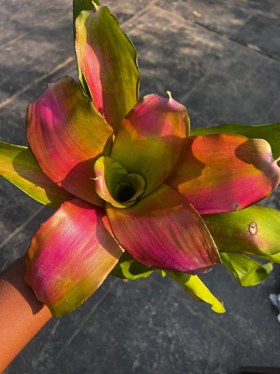 Bromeliad - Neoregelia - Savvy Gardens Centre