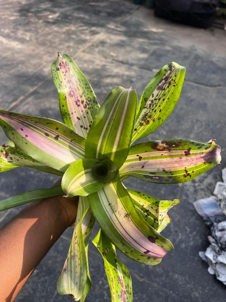 Bromeliad - Neoregelia - Savvy Gardens Centre