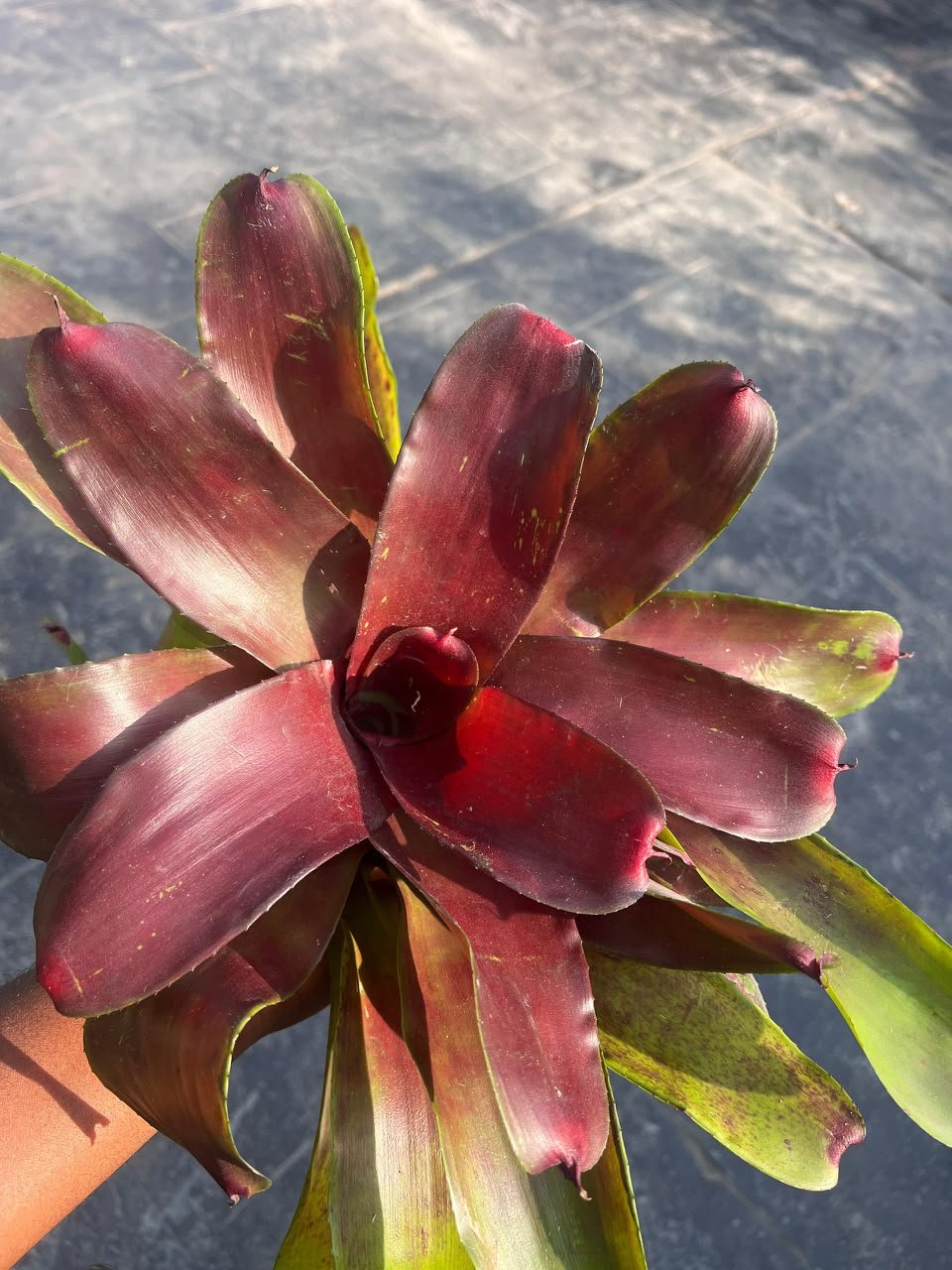 Bromeliad - Neoregelia - Savvy Gardens Centre