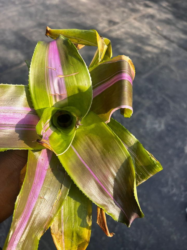 Bromeliad - Neoregelia - Savvy Gardens Centre