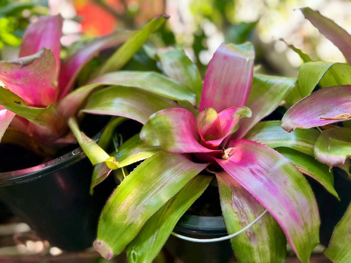 Bromeliad - Neoregelia - Savvy Gardens Centre