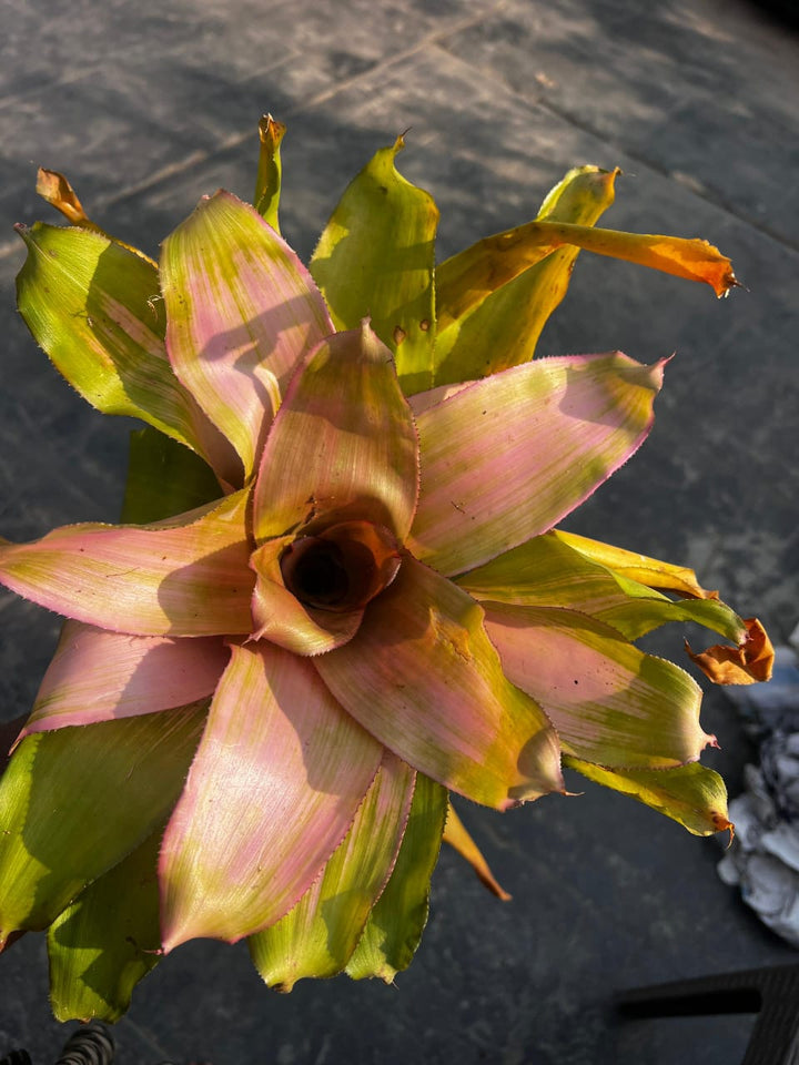Bromeliad - Neoregelia - Savvy Gardens Centre