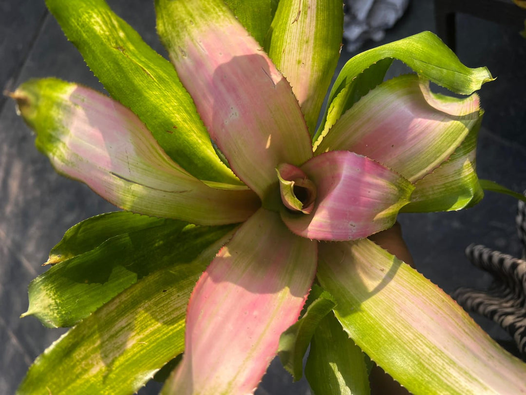 Bromeliad - Neoregelia - Savvy Gardens Centre