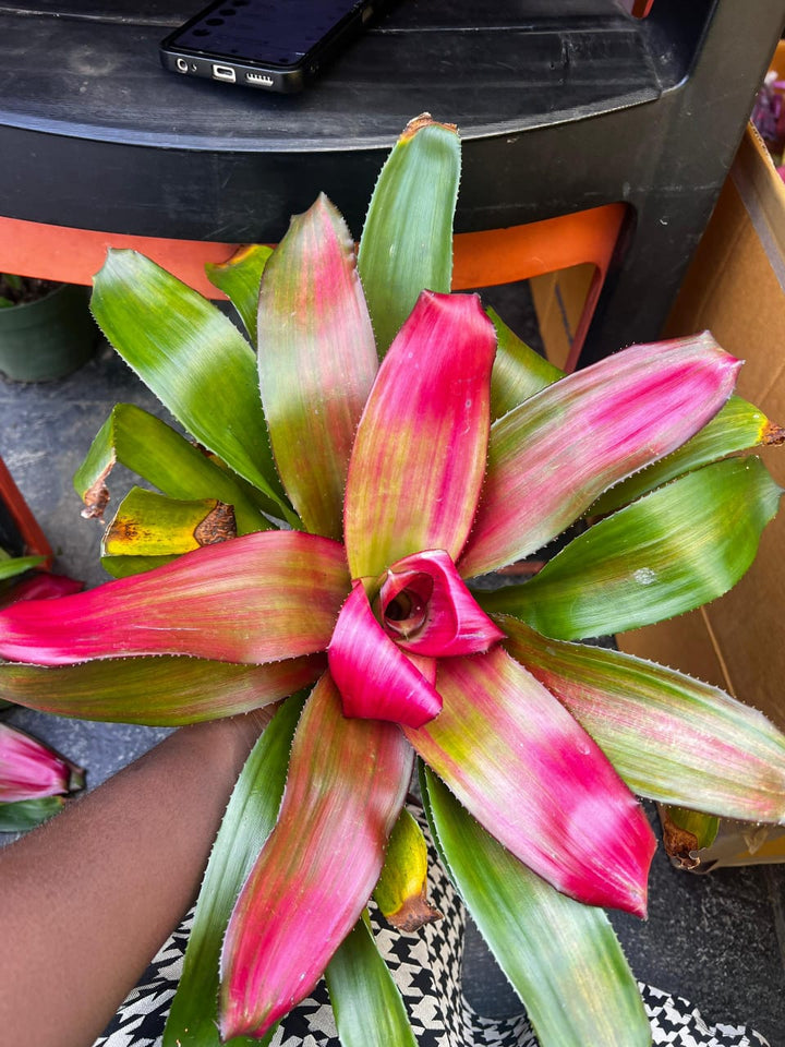 Bromeliad - Neoregelia - Savvy Gardens Centre