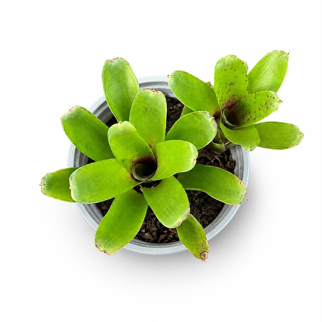 Bromeliads Forest Mix - Savvy Gardens Centre