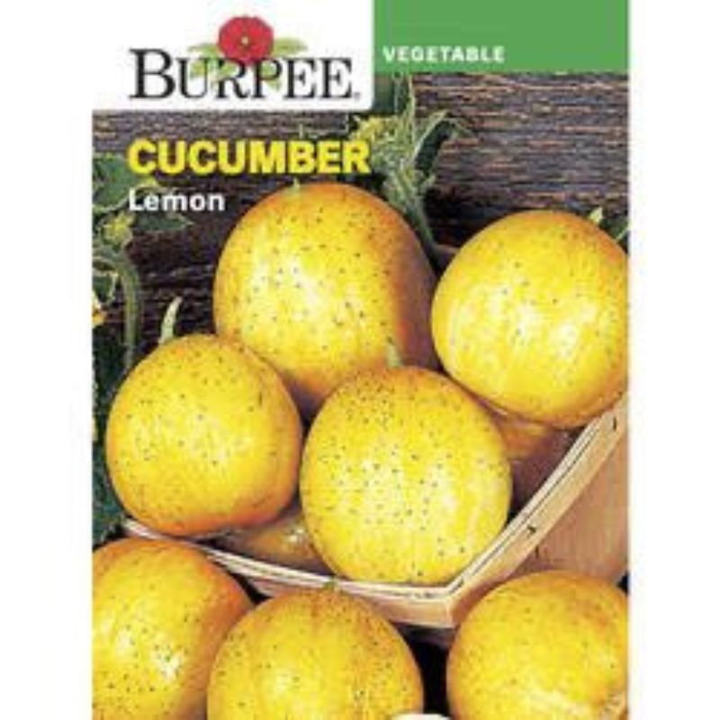 Burpee Cucumber Lemon - Savvy Gardens Centre