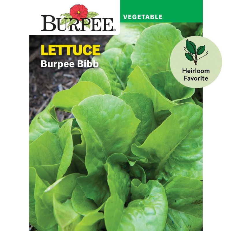 Burpee Lettuce Dynamite Seed - Savvy Gardens Centre
