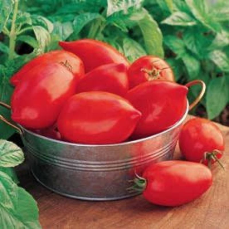 Burpee Tomato Big Mama Hybrid - Savvy Gardens Centre