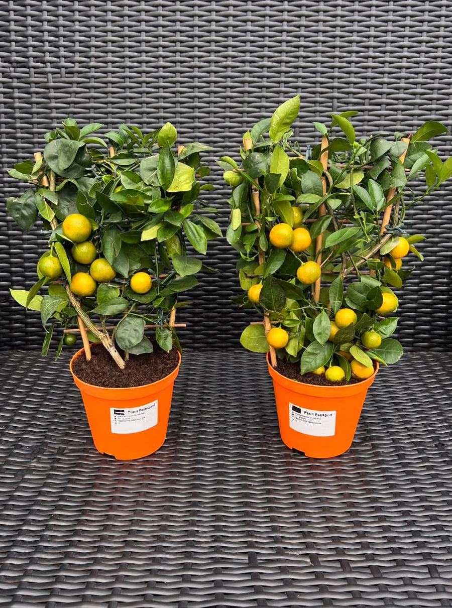 Calamondin Orange Fruit Tree - Savvy Gardens Centre