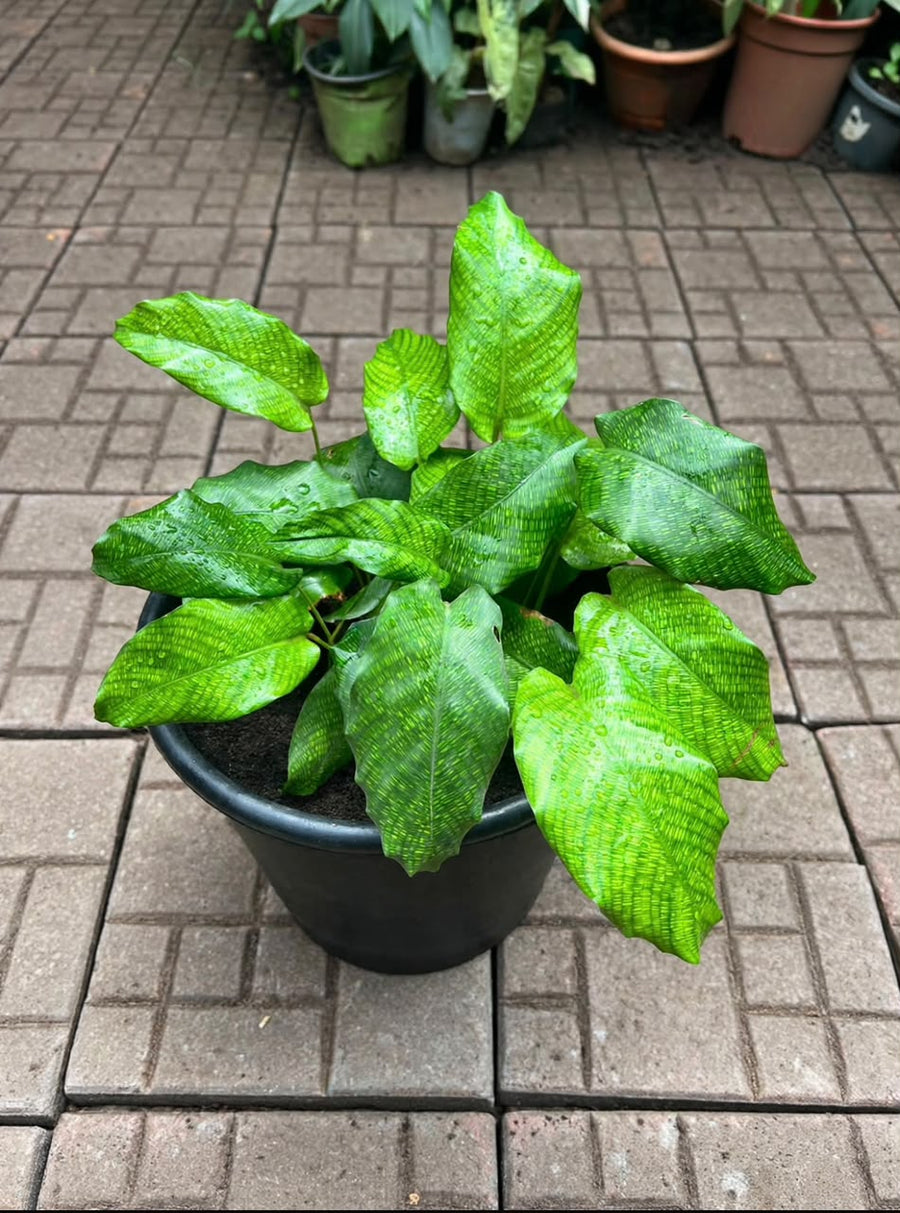 Calathea Musaica(The Network Plant) - Savvy Gardens Centre