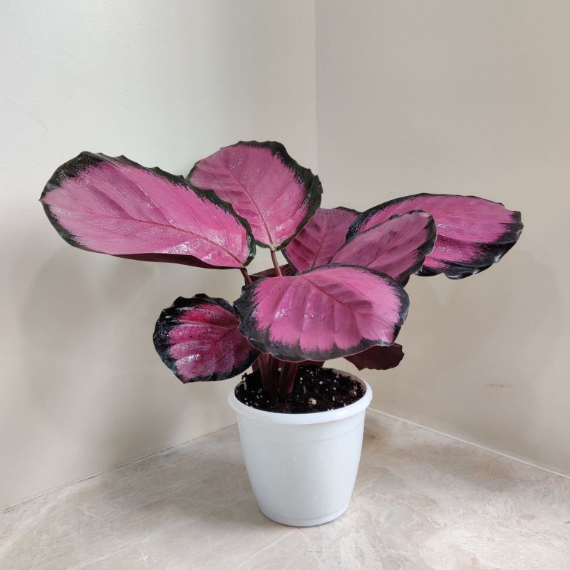Calathea Roseopicta Crimson 35cm - Savvy Gardens Centre