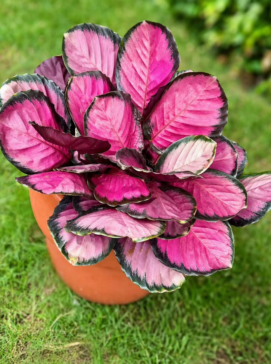 Calathea Roseopicta 'Crimson' - Savvy Gardens Centre