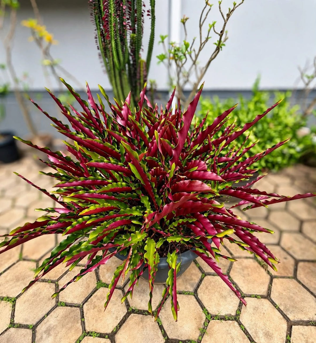 Calathea Roseopicta 'Dottie' - Savvy Gardens Centre