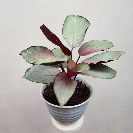 Calathea 'Silver Plate' - Savvy Gardens Centre