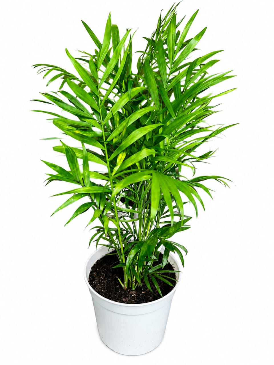 Chamaedorea elegans(parlor Palm) 16cm - Savvy Gardens Centre