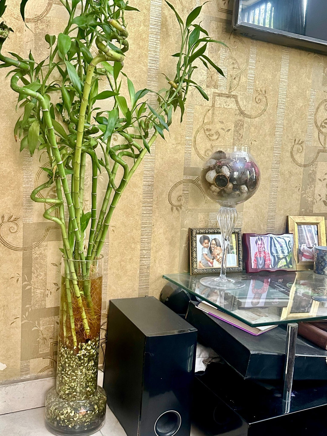 chinese lucky bamboo Chinese Lucky Bamboo Plant 100cm