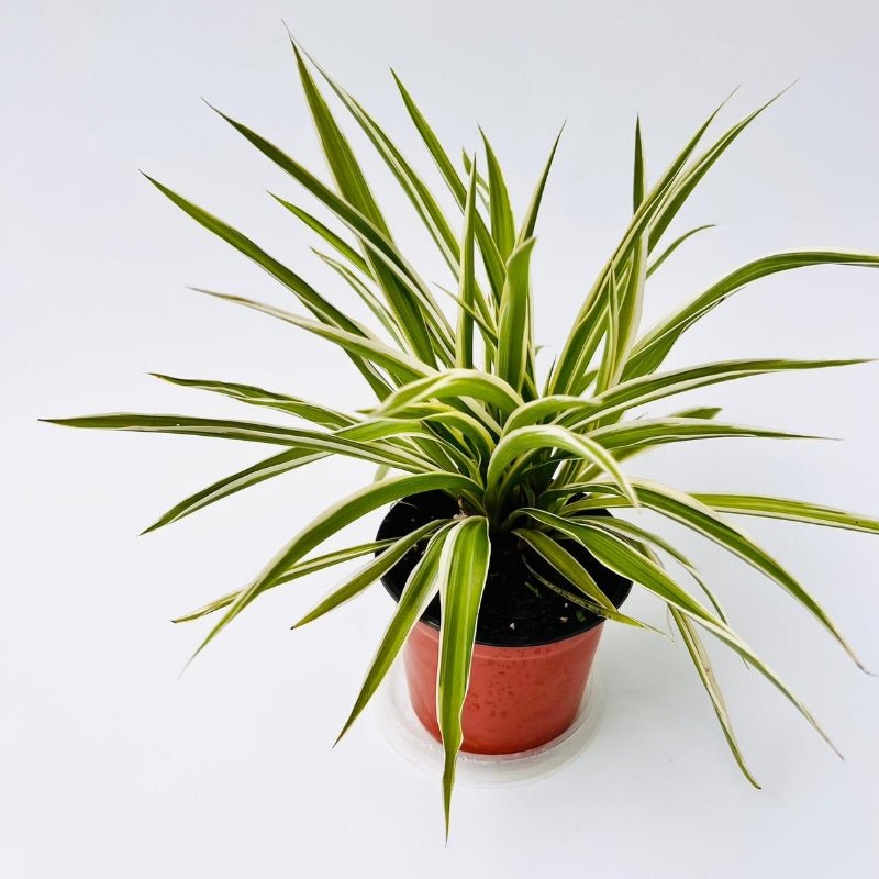 Chlorophytum Variegatum - Savvy Gardens Centre