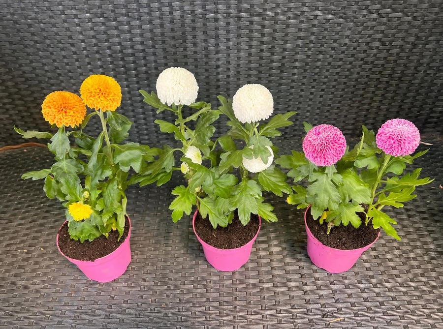 Chrysanthemum - Savvy Gardens Centre
