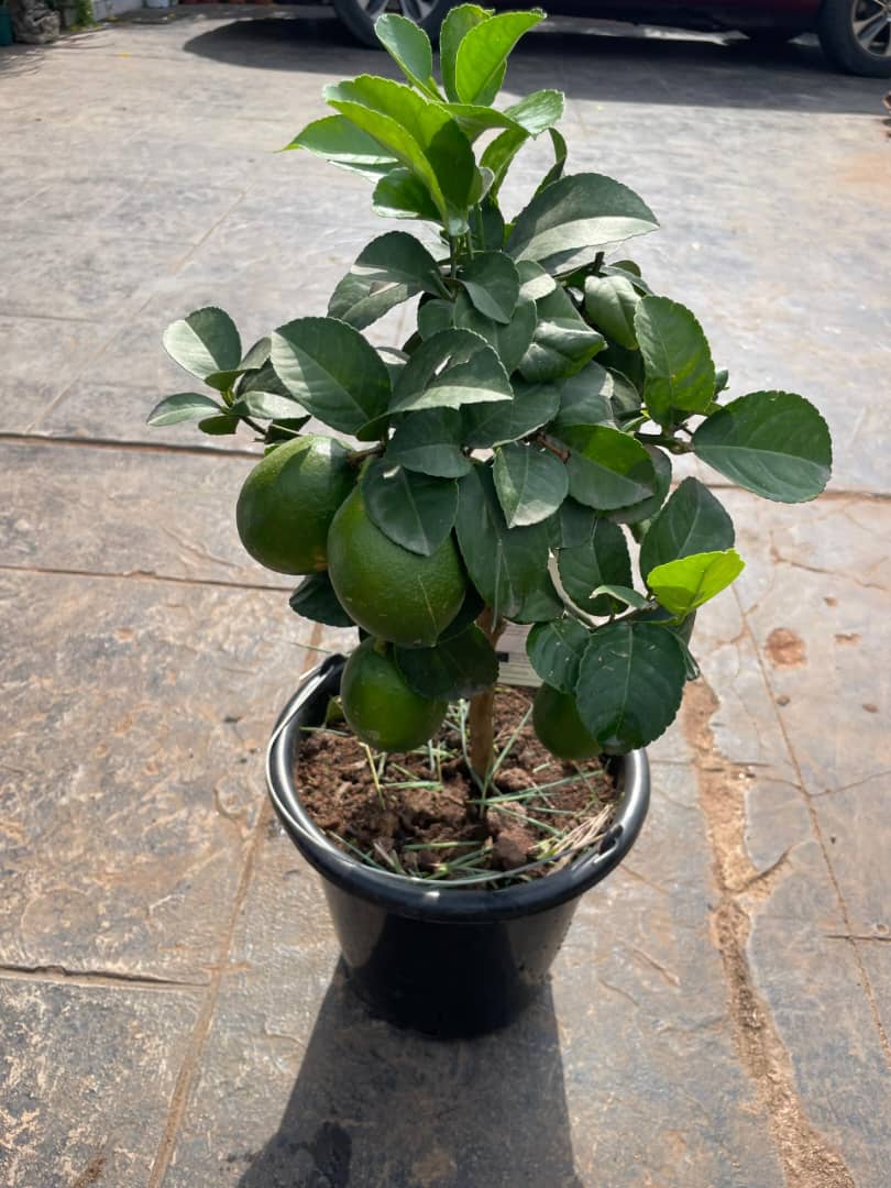 Citrus Meyer Lemon 65cm - Savvy Gardens Centre