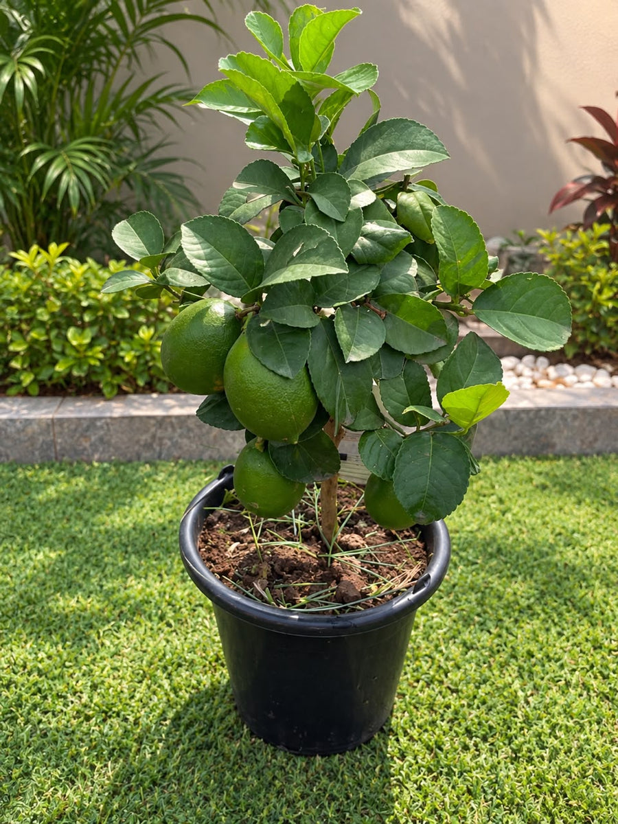 Citrus Meyer Lemon 65cm - Savvy Gardens Centre