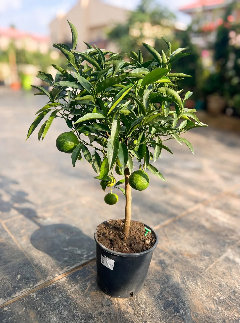 Clementine Orange Tree 75cm - Savvy Gardens Centre