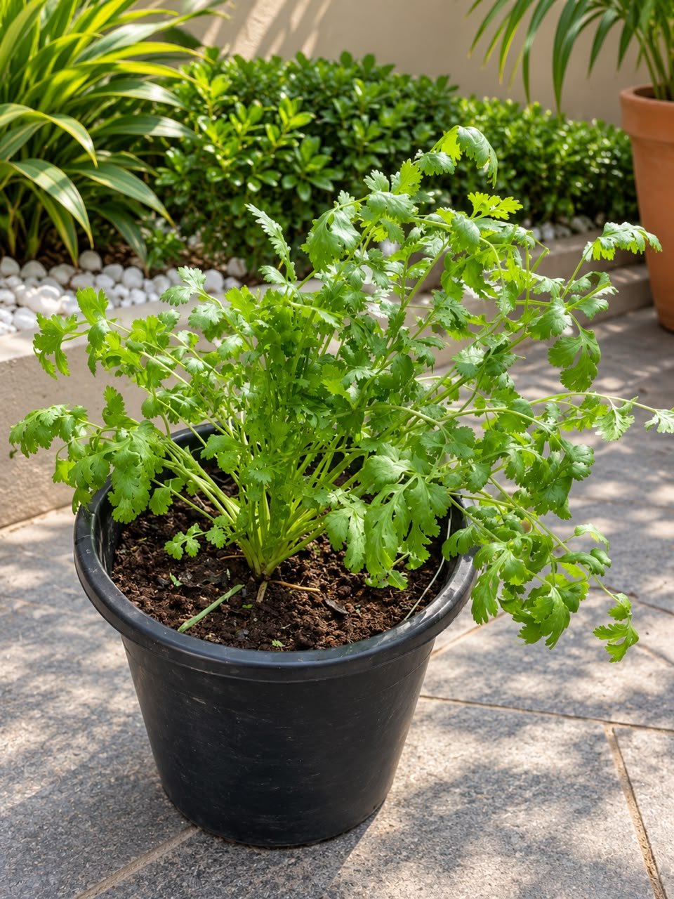 Coriander Mature - Savvy Gardens Centre