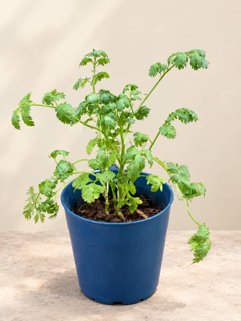 Coriander Seedlings Herbs - Savvy Gardens Centre