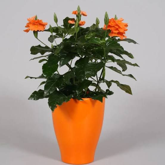 Crossandra Fortuna - Savvy Gardens Centre