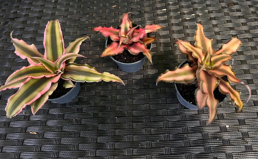 Cryptanthus Mix (Earth Star) 10cm - Savvy Gardens Centre