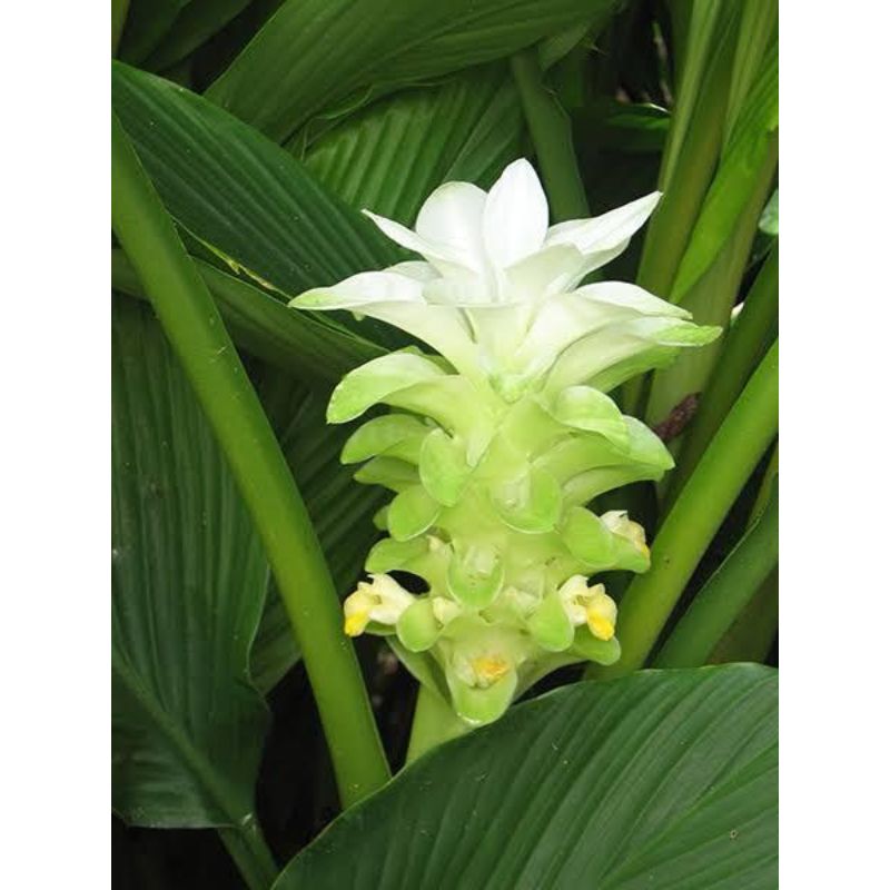 Curcurma (Hidden Lilies) - Savvy Gardens Centre