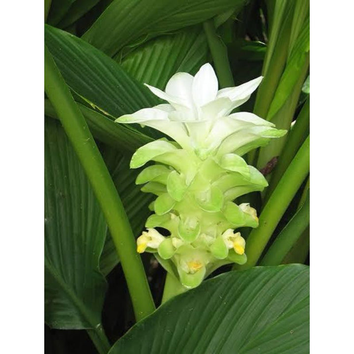 Curcurma (Hidden Lilies) - Savvy Gardens Centre