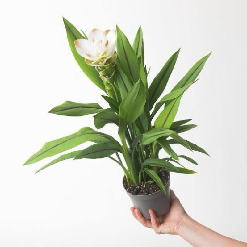 Curcurma (Hidden Lilies) - Savvy Gardens Centre