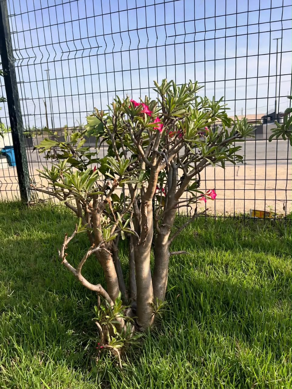Desert Rose (Adenium Obesum) - Savvy Gardens Centre
