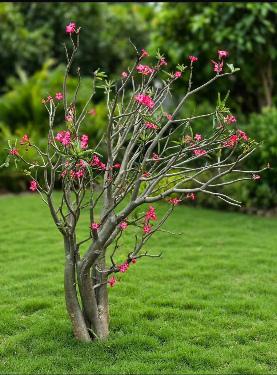 Desert Rose ( Adenium Obesum) - Savvy Gardens Centre