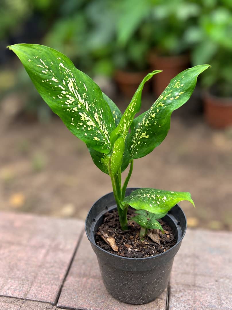 Diffenbachia Seguine (Dume Cane) - Savvy Gardens Centre