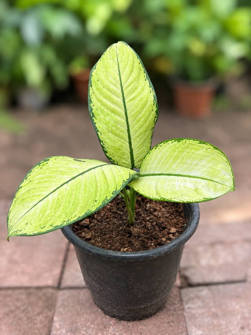 Diffenbachia Tropic Marianne - Savvy Gardens Centre