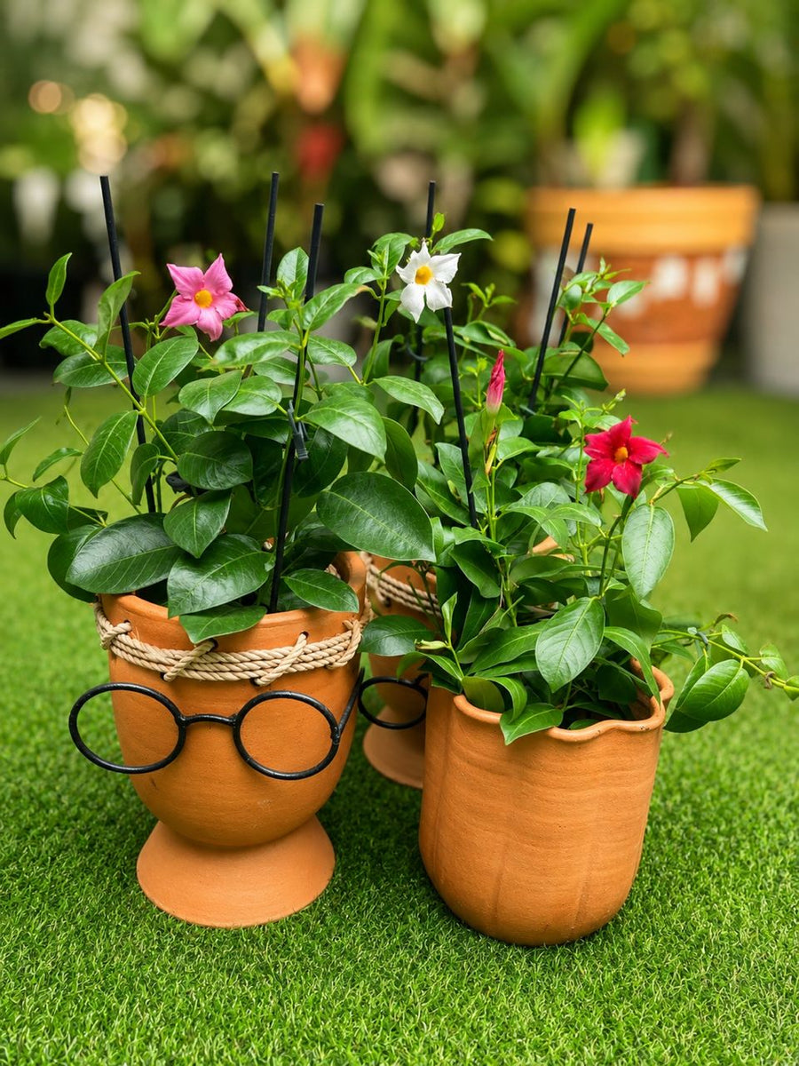 Dipladenia plant - Savvy Gardens Centre