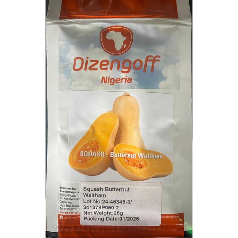 Dizengoff Nigeria Squash Butternut - Savvy Gardens Centre