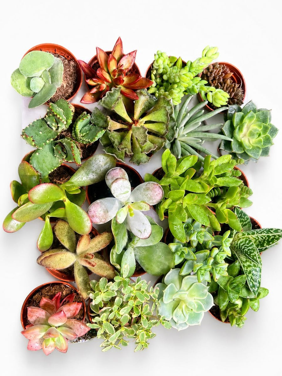 Echiveria succulent mix 10cm (sold individually) - Savvy Gardens Centre
