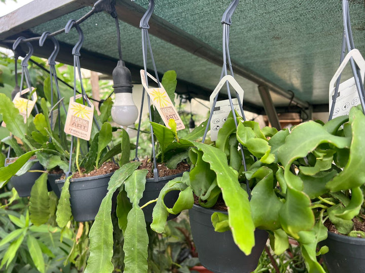 Epiphyllum Mix (Orchid Cactus Mix) - Savvy Gardens Centre