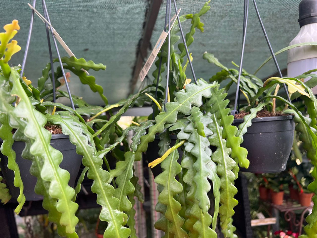 Epiphyllum Mix (Orchid Cactus Mix) - Savvy Gardens Centre