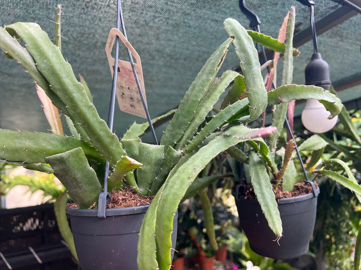 Epiphyllum Mix (Orchid Cactus Mix) - Savvy Gardens Centre