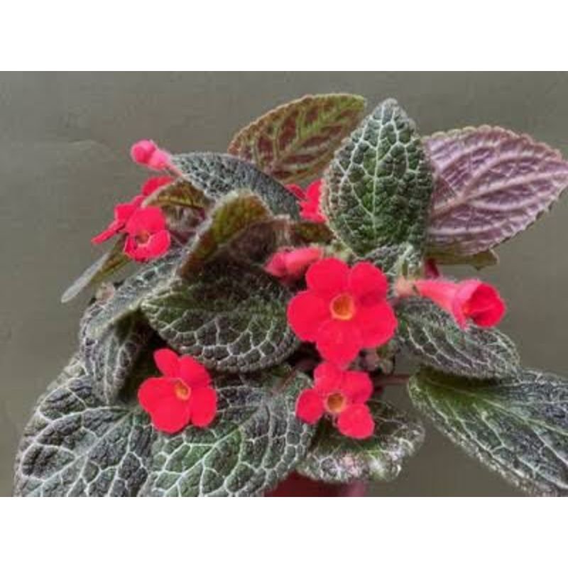 Episcia - Savvy Gardens Centre