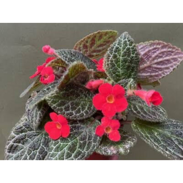 Episcia - Savvy Gardens Centre