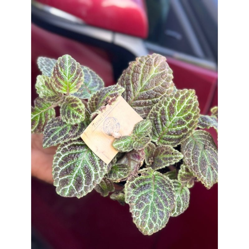 Episcia - Savvy Gardens Centre